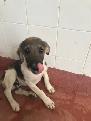 dog image
